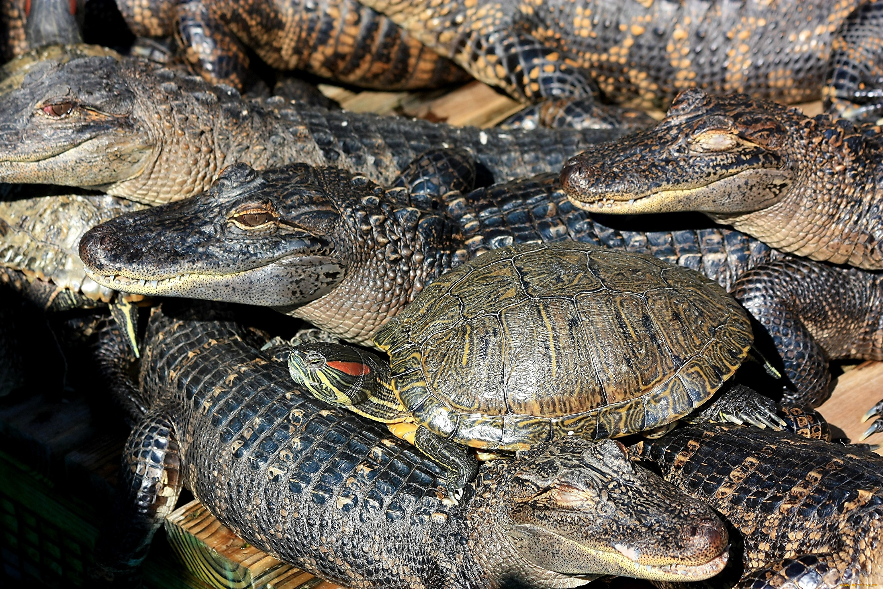 Змеи относятся к отряду черепахи чешуйчатые крокодилы. Крокодил и черепаха. Крокодилья черепаха. Черепах и крокодилов.